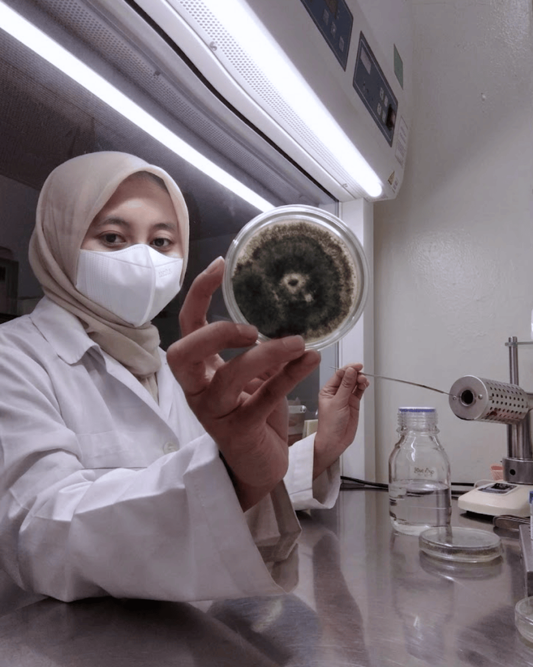 tanahara pengamatan analisis kesehatan tanaman